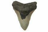 Serrated, Fossil Megalodon Tooth - North Carolina #245885-1